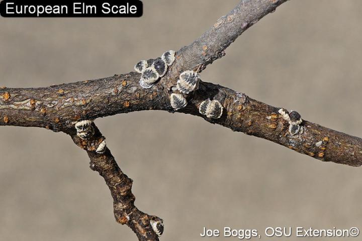 European Elm Scale on branch